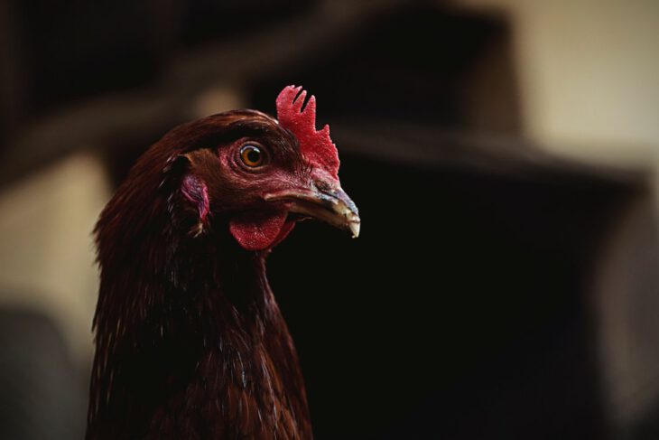 Bermain Sabung Ayam Online Di S128 Dan Keuntungannya
