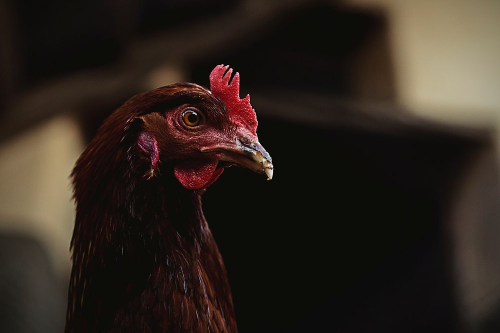 Bermain Sabung Ayam Online Di S128